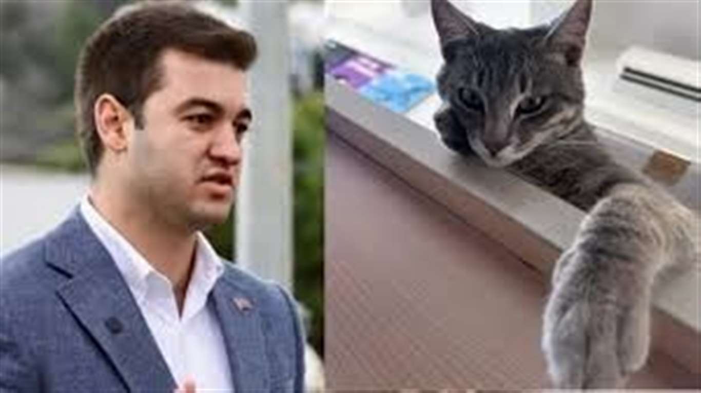    Bodrum'da 'Duman' adlı kedi vahşice öldürüldü haberi